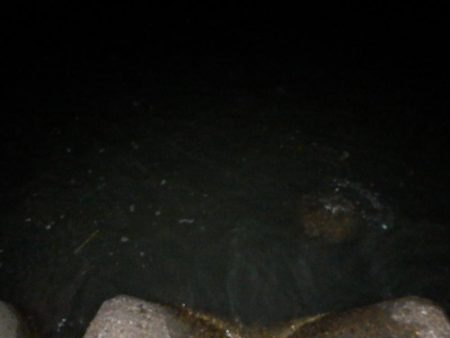 水面爆発‼イナッコ⁇パターンか、、、　